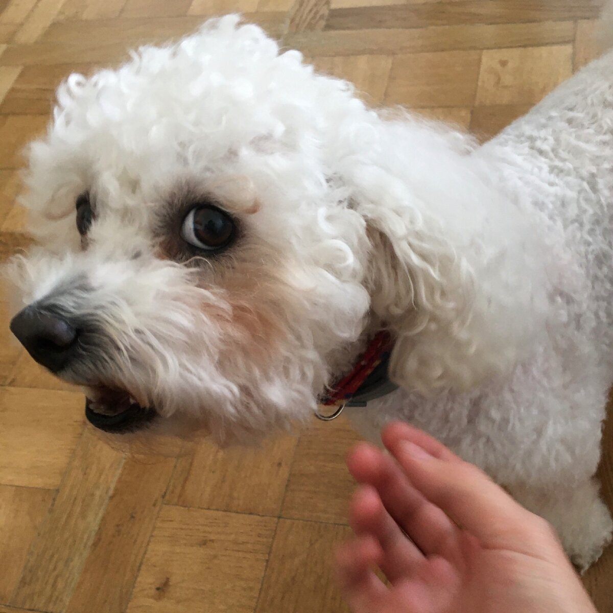 Коллега принёс собаку в офис