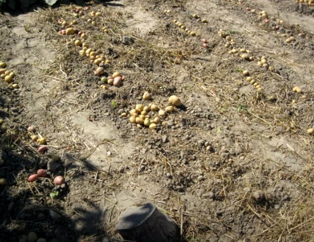 Семена картофеля больше не закапываю в лунки. Ем молодую картошку уже в начале августа