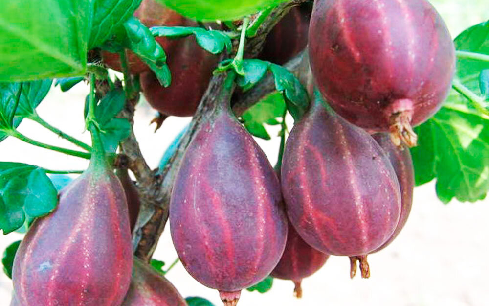 Крыжовник Серенада