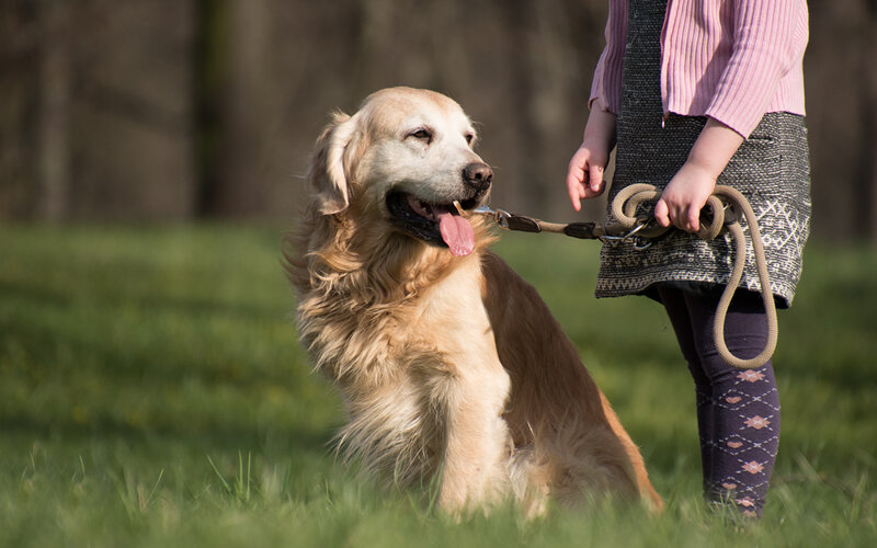 Выбирая первую собаку нужно трезво оценивать свои возможности. Фото Rebecca Schönbrodt-Rühl/Pixabay