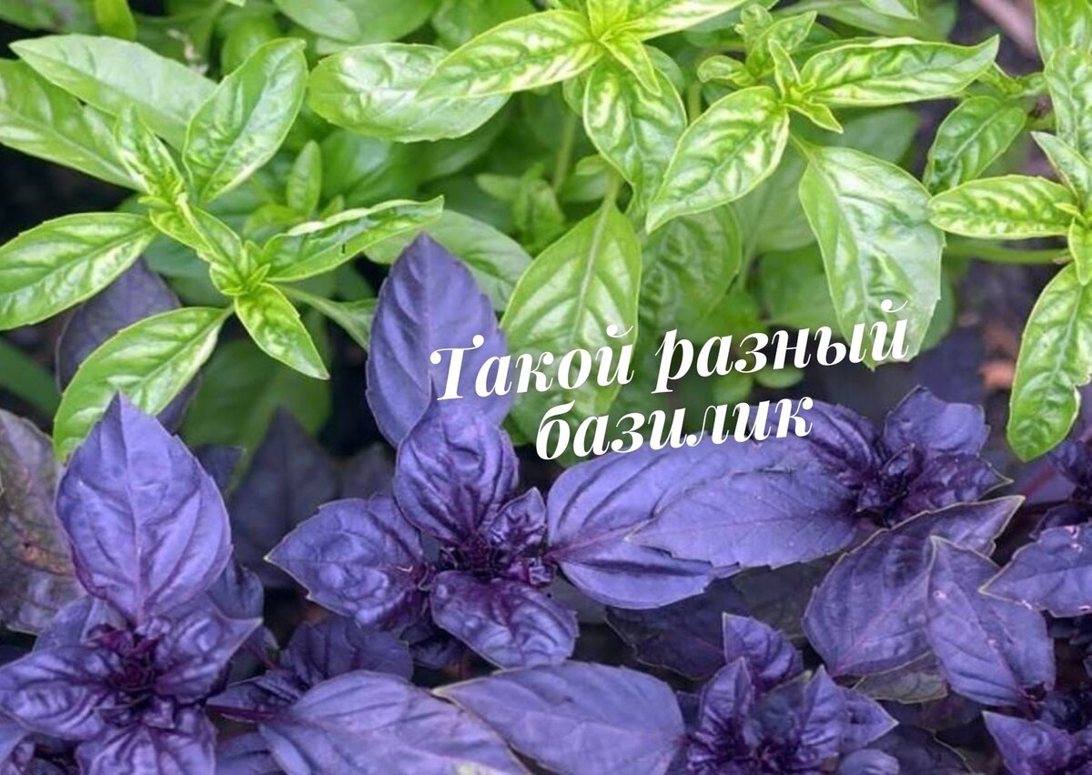 Как по другому называется базилик. Базилик зеленый. Как по другому называется базилик. Базилик растение. Базилик (реган).