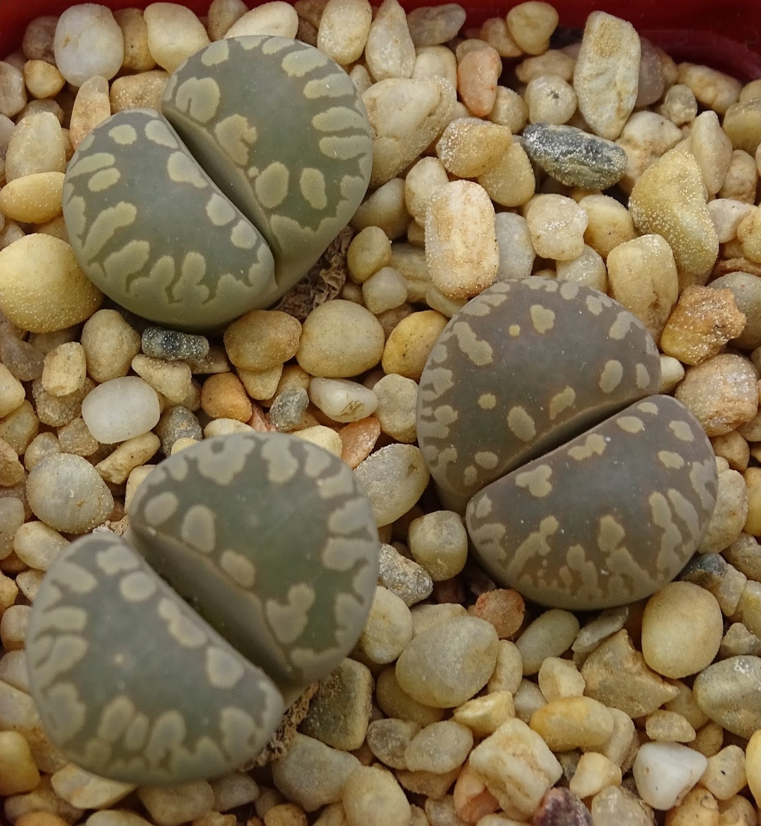 фото из Яндекс.Картинки