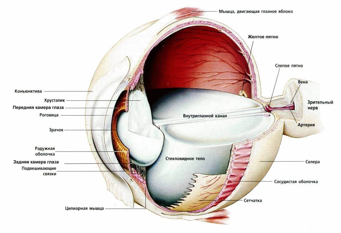 Анатомия глаза зрительный анализатор