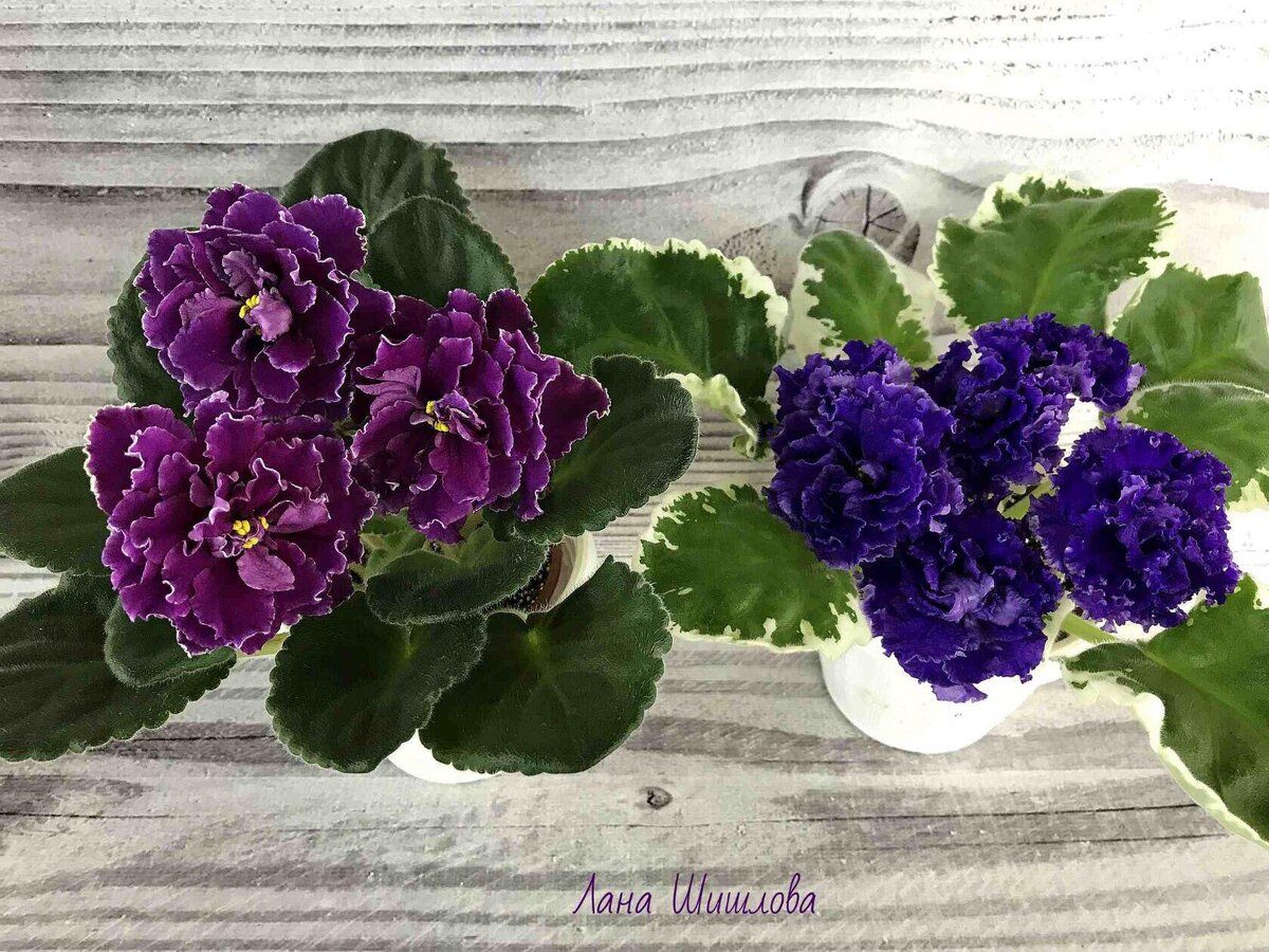 Сорта: ЛФ-Эллина и НД-Тортуга