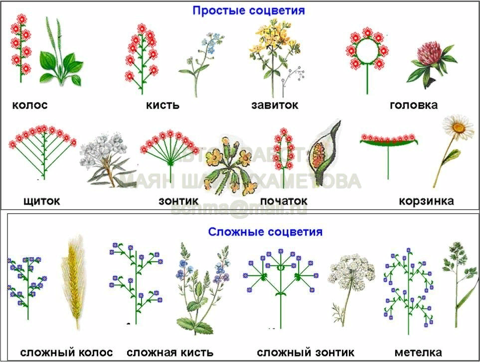 Какое из перечисленных соцветий относится к сложным. Соцветия покрытосеменных растений. Схемы типов соцветий покрытосеменных растений. Тип соцветия схема соцветия. Соцветие головка Колос.