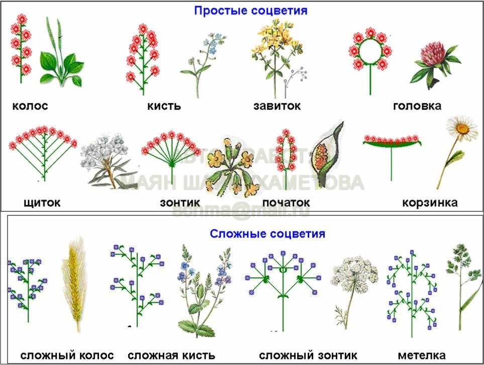 Типы соцветия растений. Каштан посевной соцветия. Щитковидно-метельчатые соцветия. Соцветия покрытосеменных растений. Типы соцветий покрытосеменных растений.