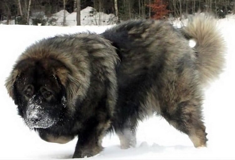 Кавказская овчарка— порода собак,родиной которой является Кавказ.
Собака выше среднего роста. В холке её рост достигает 75 см.