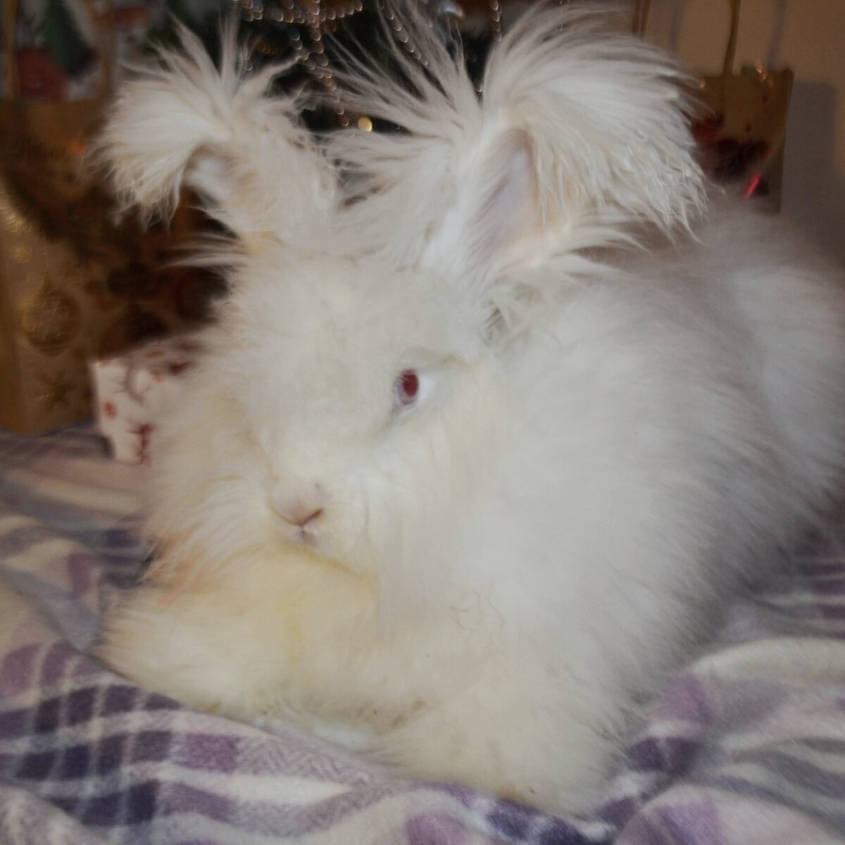 Пухонос Мотя 