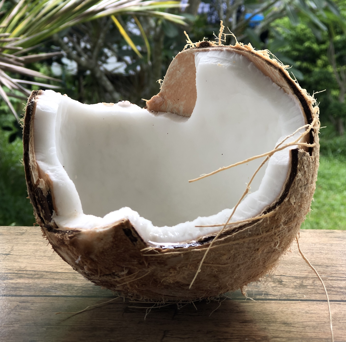 зрелый кокос