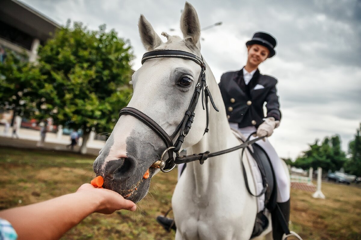 Конный спорт стоимость. Ипподром дзен. Самоанализ занятия по конному спорту.