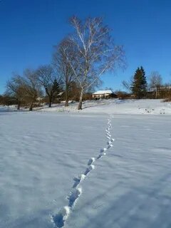 Яндекс.Картинки