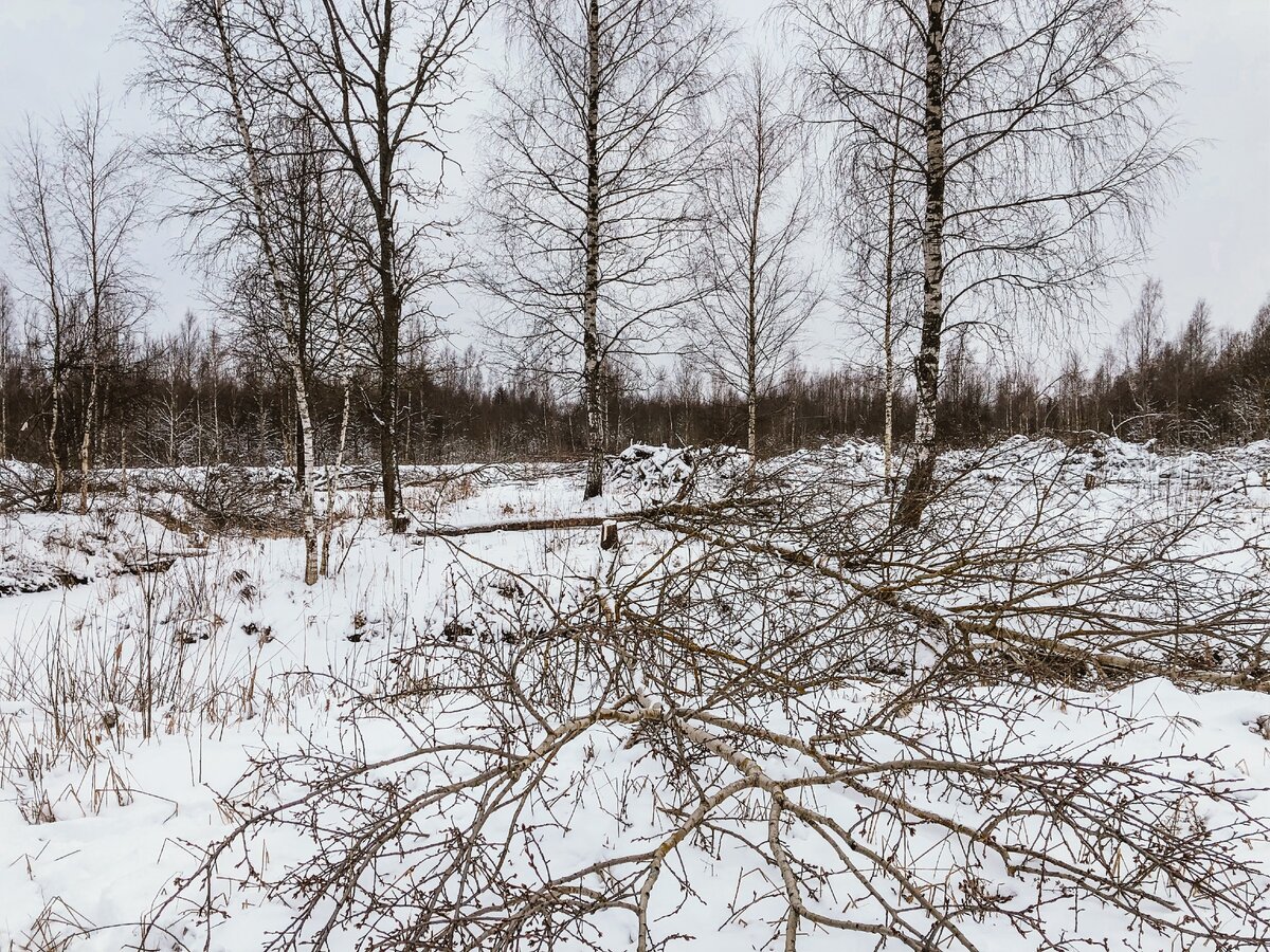 Берёза пойдёт на дрова