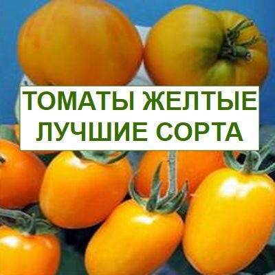 томаты желтые - лучшие сорта