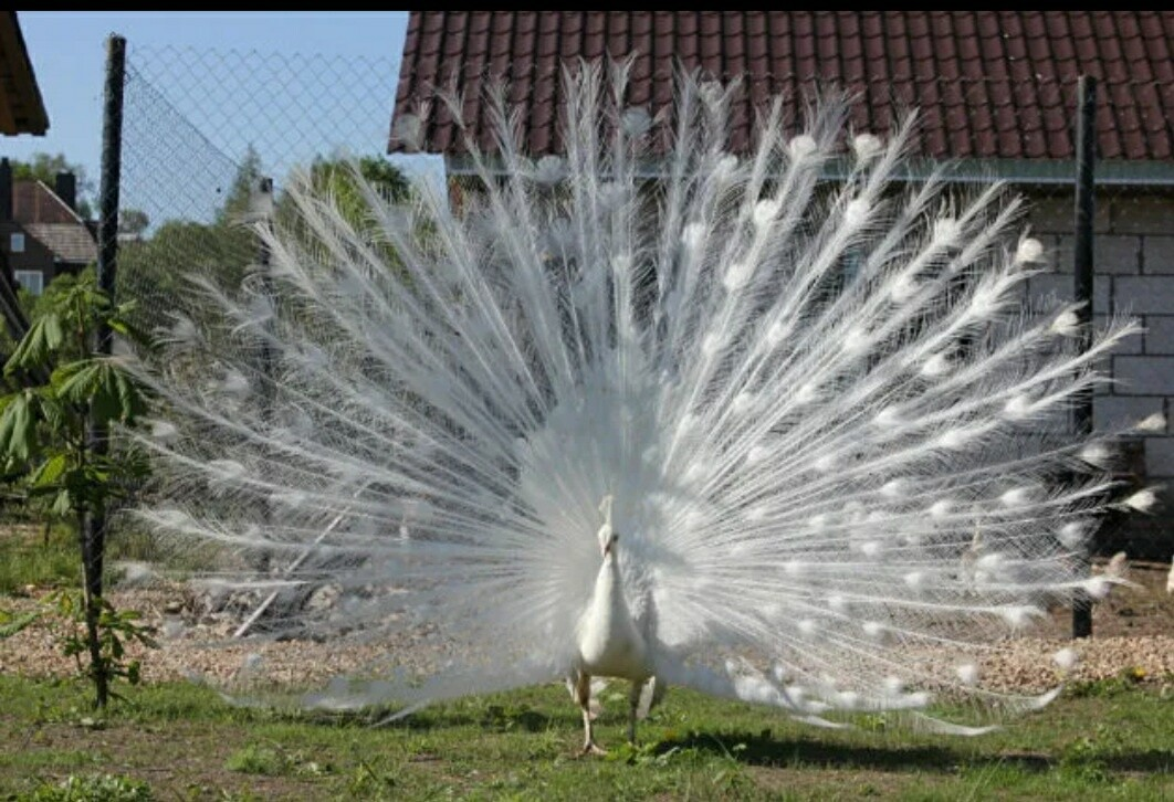 Самый первый,самый умный павлин-Этьен.