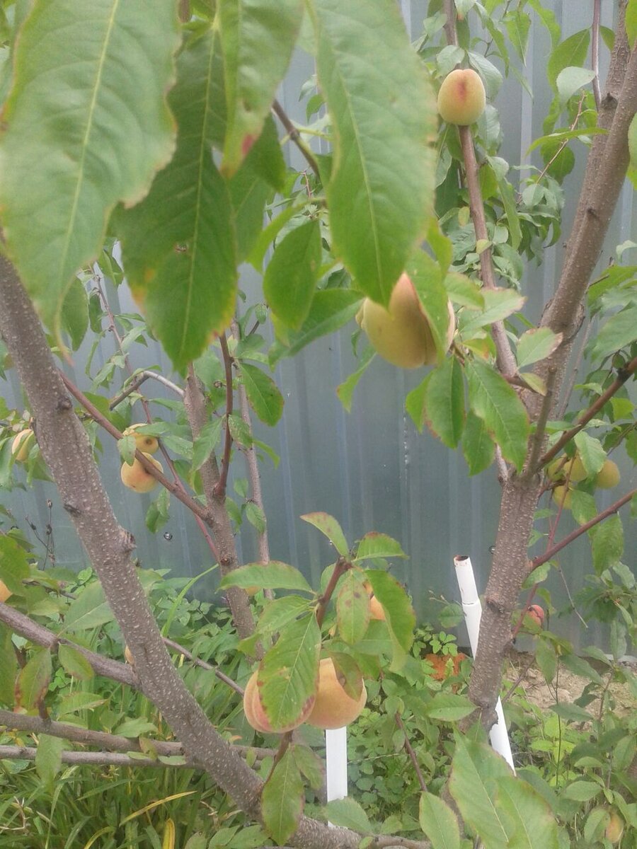 Мой урожай на 3й год 