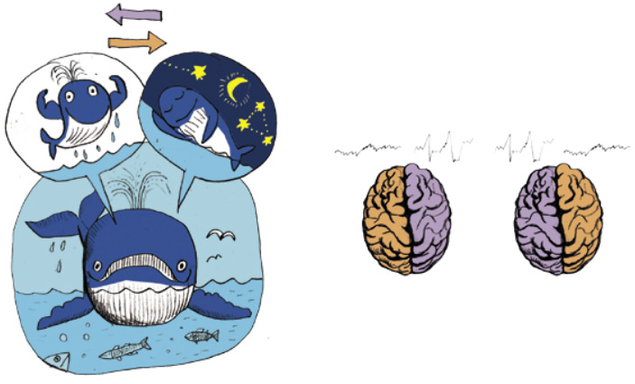 Я сплю и бодрствую )