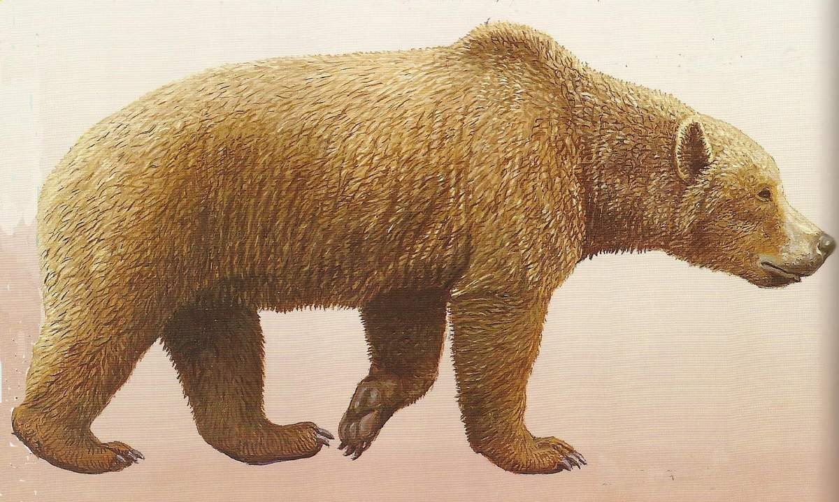 Похож на современного бурого медведя.