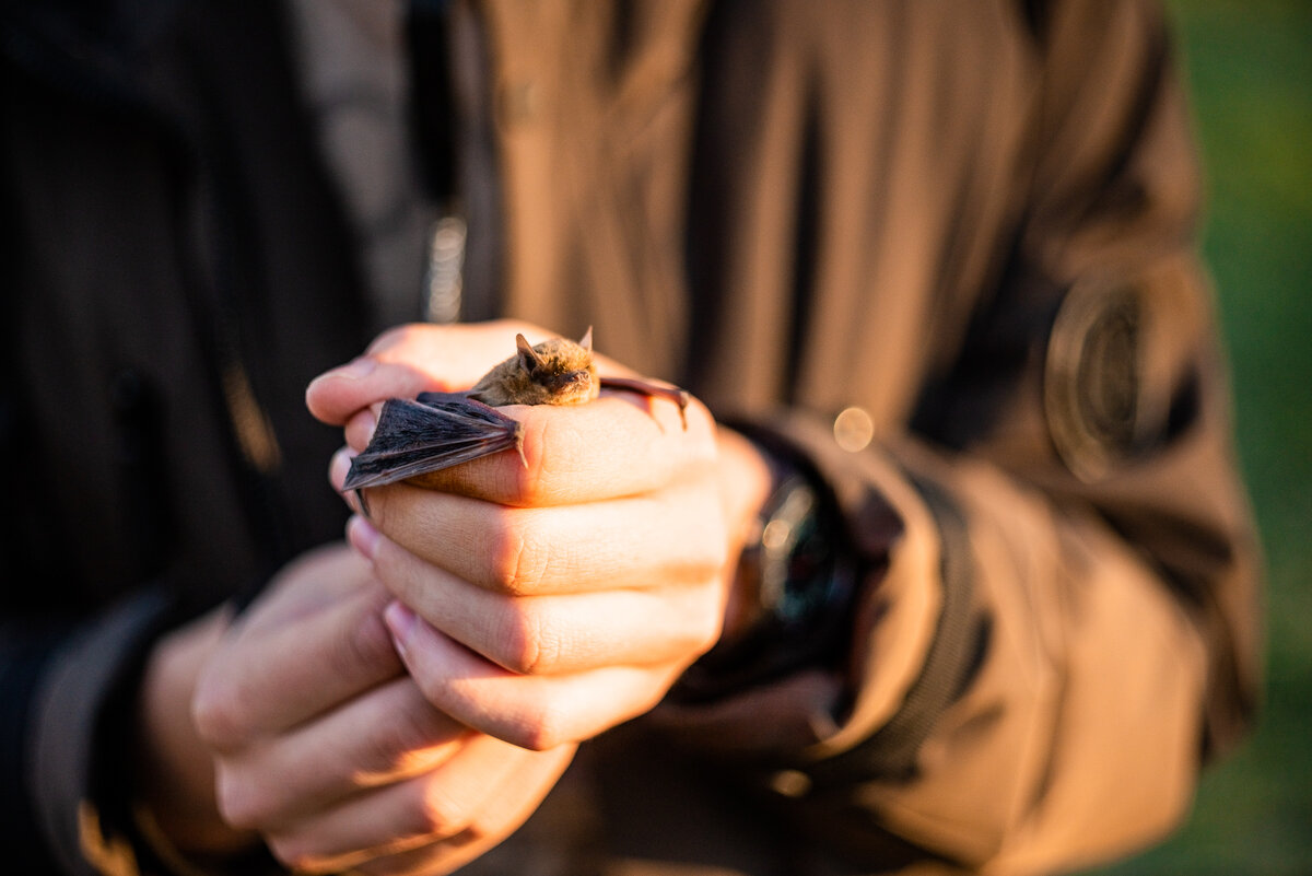 Нетопырь Куля, во время весеннего выпуска. 