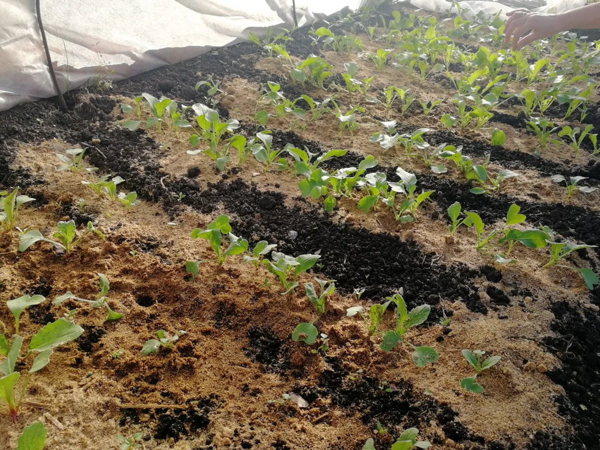 Всходы редиса и дайкона под спанбондом, фото автора