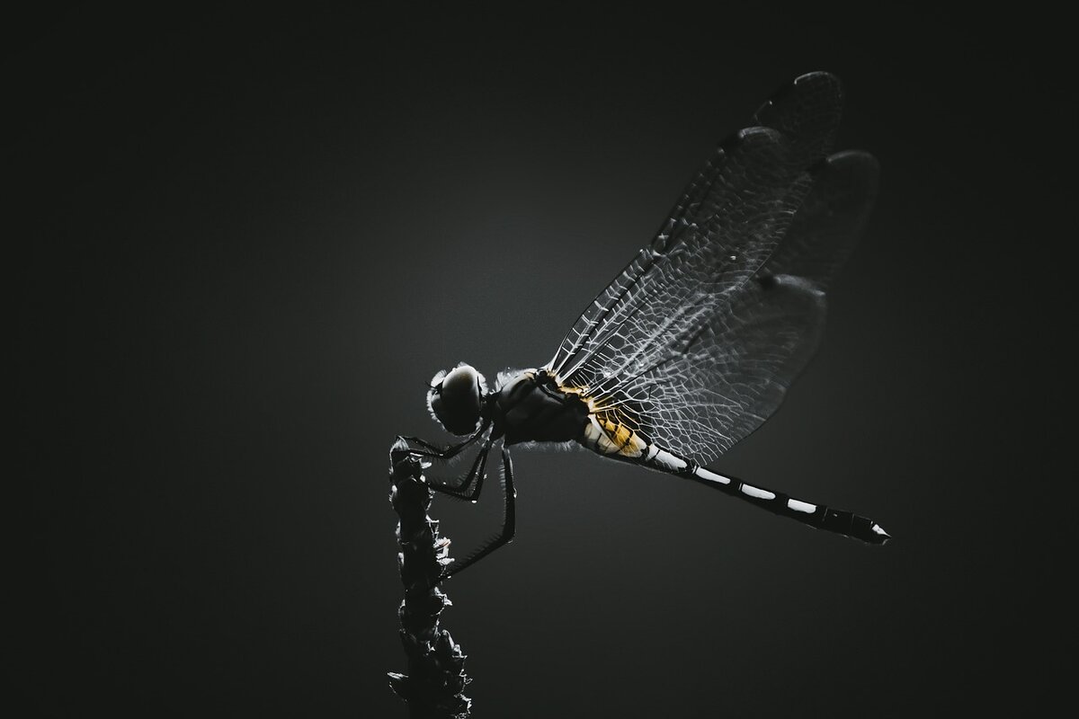  Изображение Budhaditya Mukherjee с сайта Pixabay