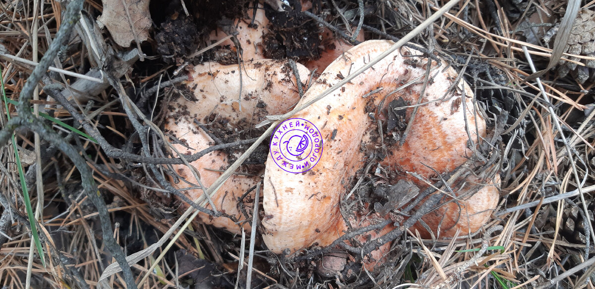 Рыжики любят прятаться.