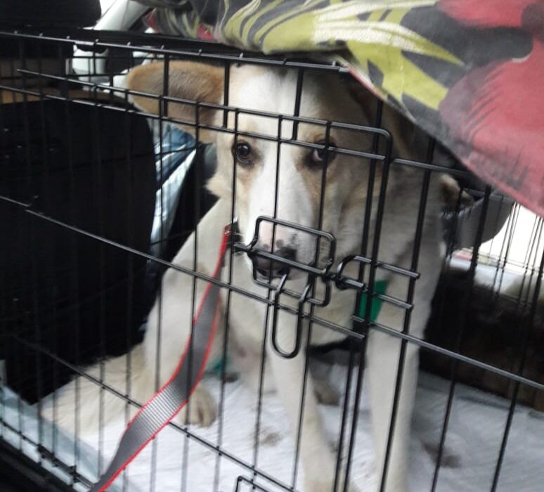 Отправляли несколько раз в семьи