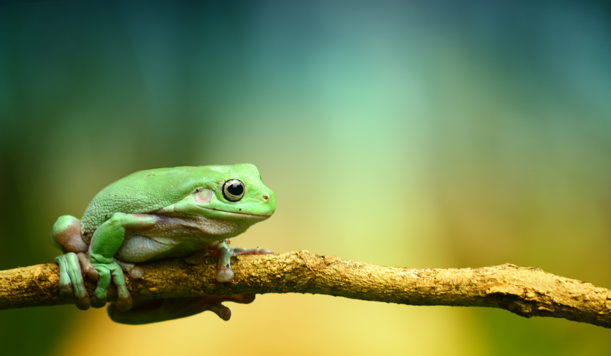 «Лягушка» – самая важная работа, которую нам не стоит откладывать.