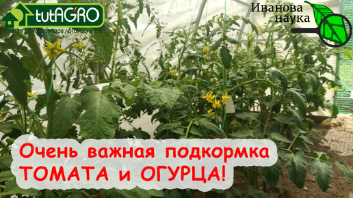 ВАЖНО! САМАЯ ГЛАВНАЯ ПОДКОРМКА ТОМАТА и ОГУРЦА В ИЮНЕ! ОВОЩИ ЗАВАЛЯТ УРОЖАЕМ и БУДУТ ОЧЕНЬ ВКУСНЫЕ! Три варианта для любых возможностей!