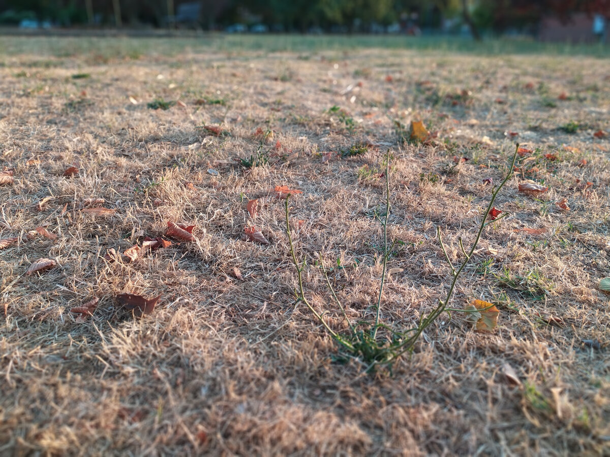вот такая трава у нас этим летом, фото автора.