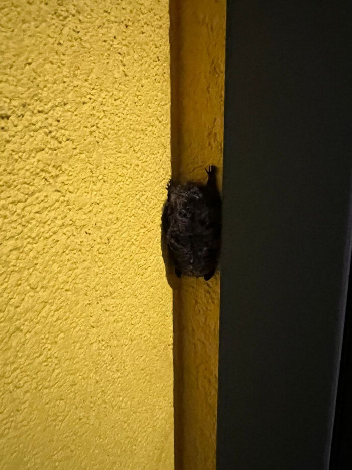 под каждой крышей свои мыши падеж. под каждой крышей свои мыши. мышеловка. кошки-мышки. у каждой крыши свои мыши.