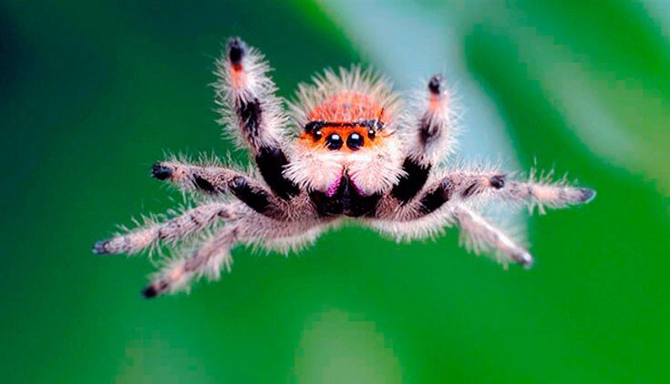 Черный Бродяга паук (30 фото)