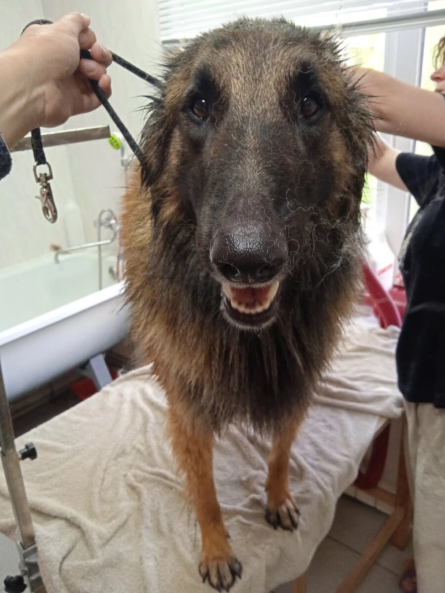 Шёл второй час груминга... 