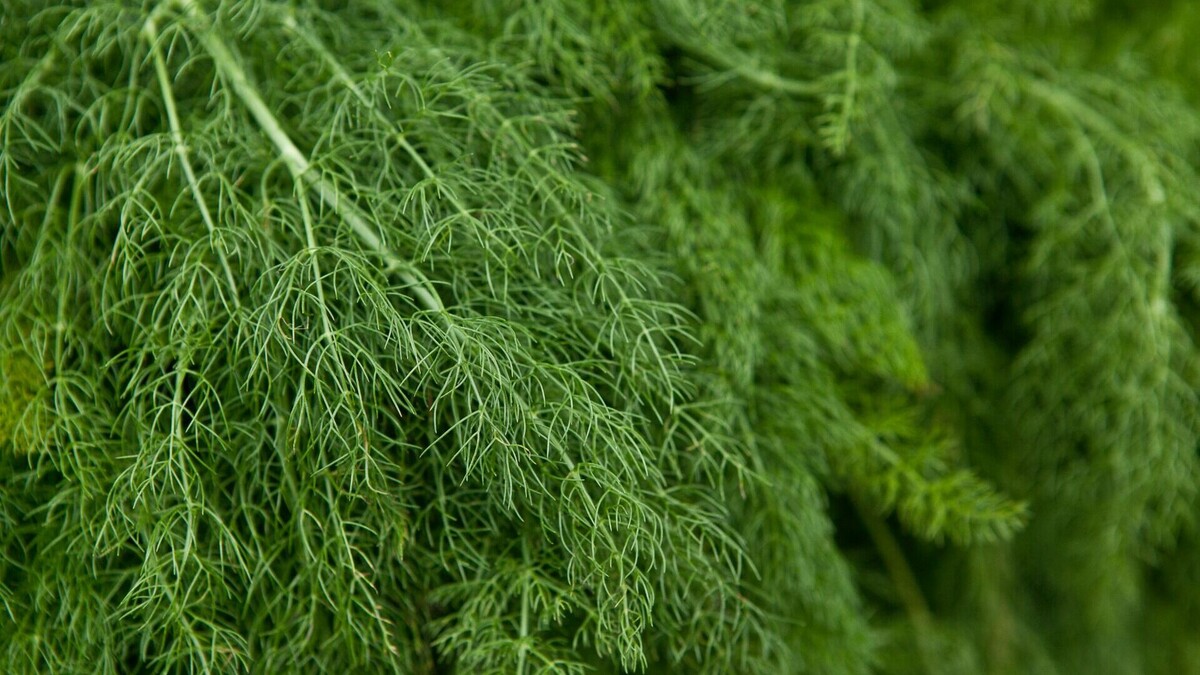     ФГБУ «Хабаровский референтный центр Россельхознадзора» на проверку соответствия техническому регламенту Таможенного союза «О безопасности пищевой продукции» (ТР ТС 021/2011) поступили образцы популярных у горожан свежего редиса и зеленого салата, выращенных в теплицах.