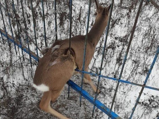     Фото: Госкомитет РТ по биоресурсам