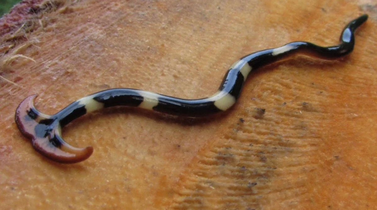 Червь пожиратель фото. Hammerhead flatworm. Червь молот ест улитку.