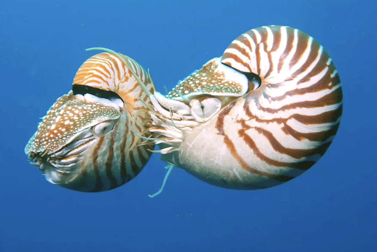 Десятиногий моллюск. Головоногие моллюски Наутилус. Наутилуспомптлиус моллюск. Наутилус Помпилиус Молл. Наутилус морской моллюск.