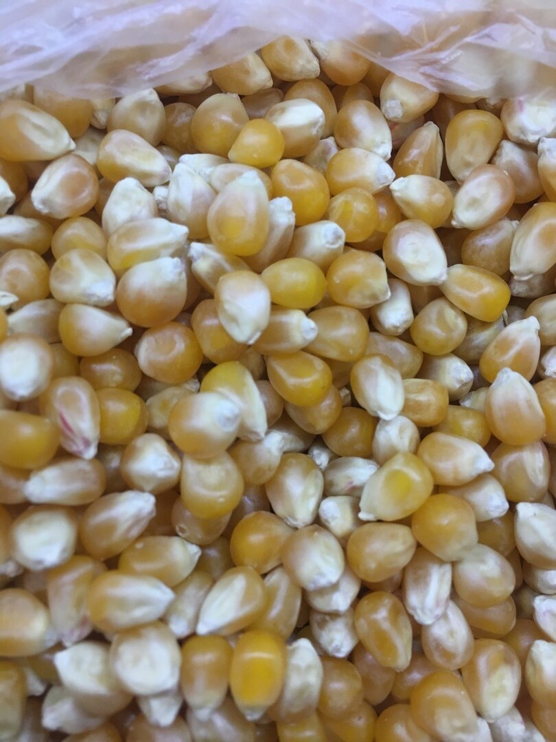 Попкорн на плите: как правильно готовить зерна
