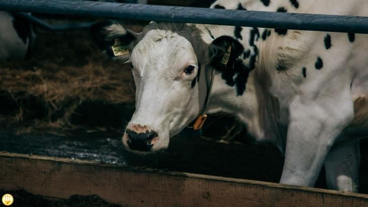    Первая роботизированная ферма заработала в Чувашии