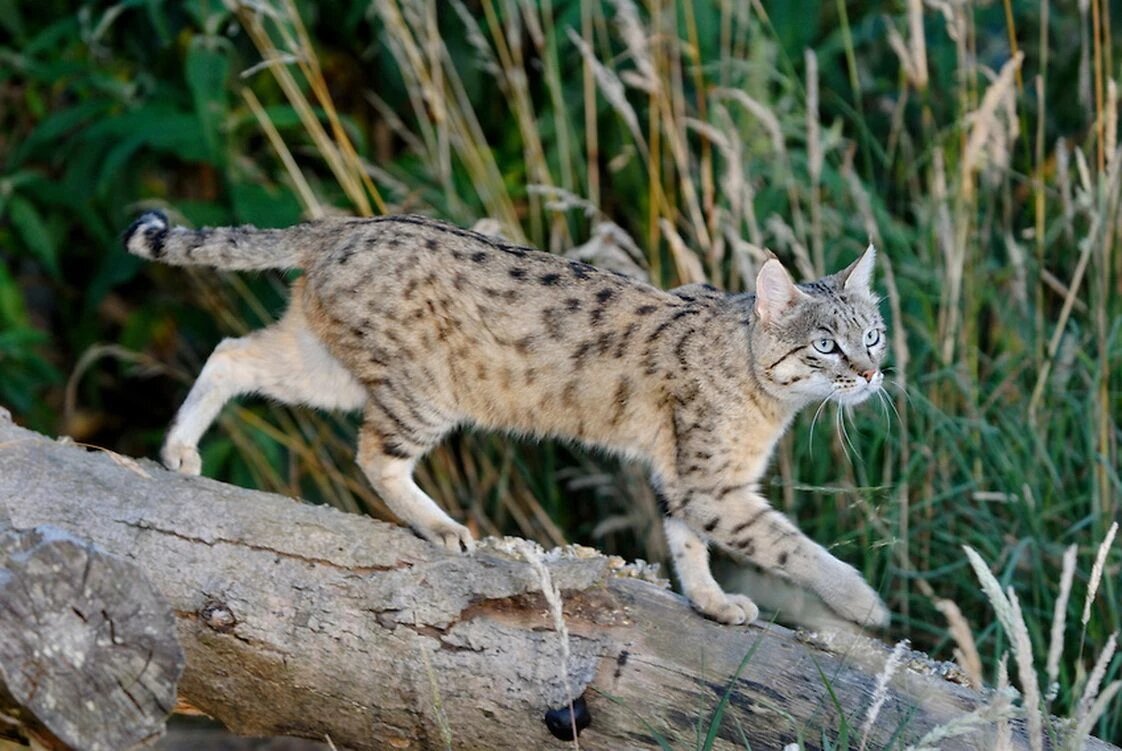 Кошки, родиной которых является Индия. | Хинди | Дзен