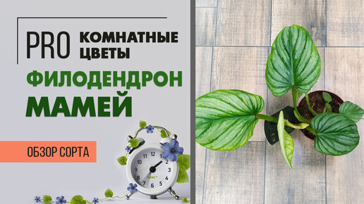 Филодендрон Мамей - лиана с большими листьями | Имитация кувшинки в интерьере :)