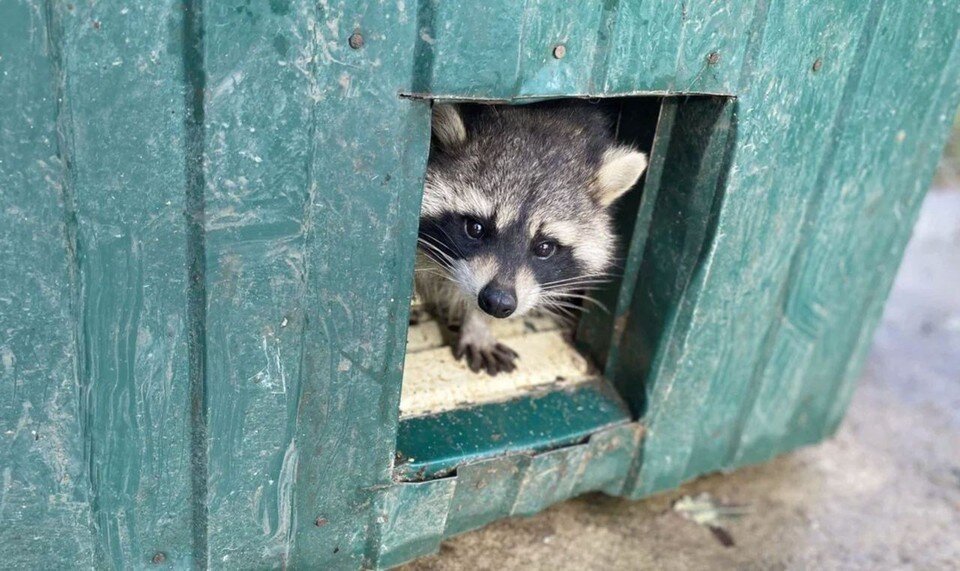     Из небольшого херсонского зооуголка на острове Малый Потемкин животных спасли в начале ноября Александра Тимощенко