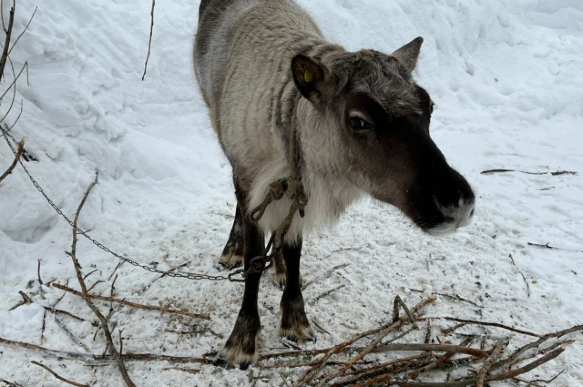    В Тюмени ищут сбежавшего северного оленя в районе Озера чемпионов