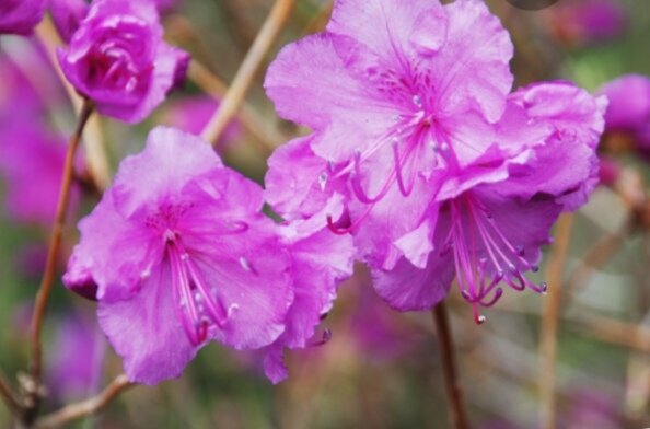 Багульник сибирский (интернет) 