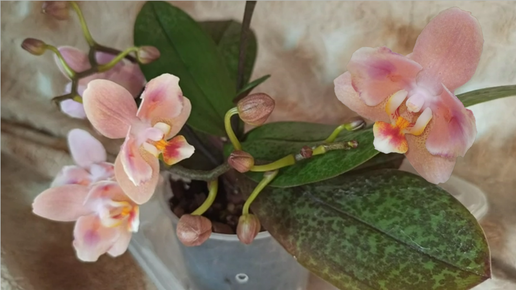 Самая очаровательная и обворожительная. Орхидея Phalaenopsis , бабочка Odorion.