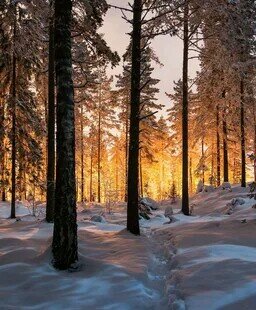 Утро в зимнем лесу.