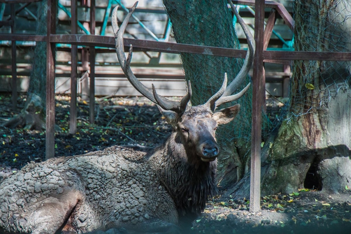    Губернатор Ставрополья поехал отдыхать с дочкой и сыном на оленью ферму