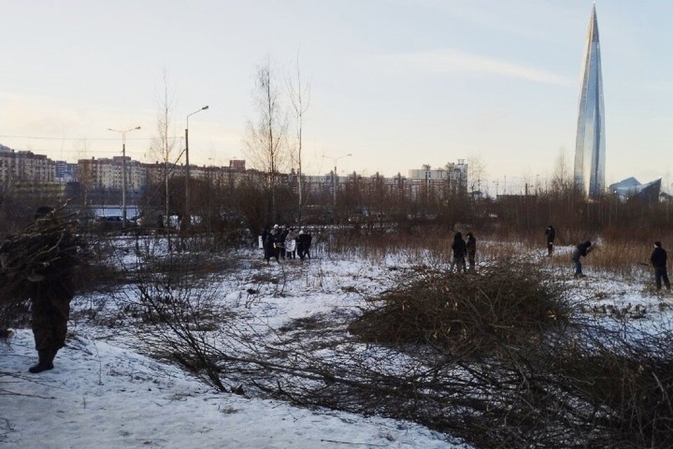     Местные выступают резко против вырубки деревьев. Фото: ВК/Соседи СПЧ, Приморский район