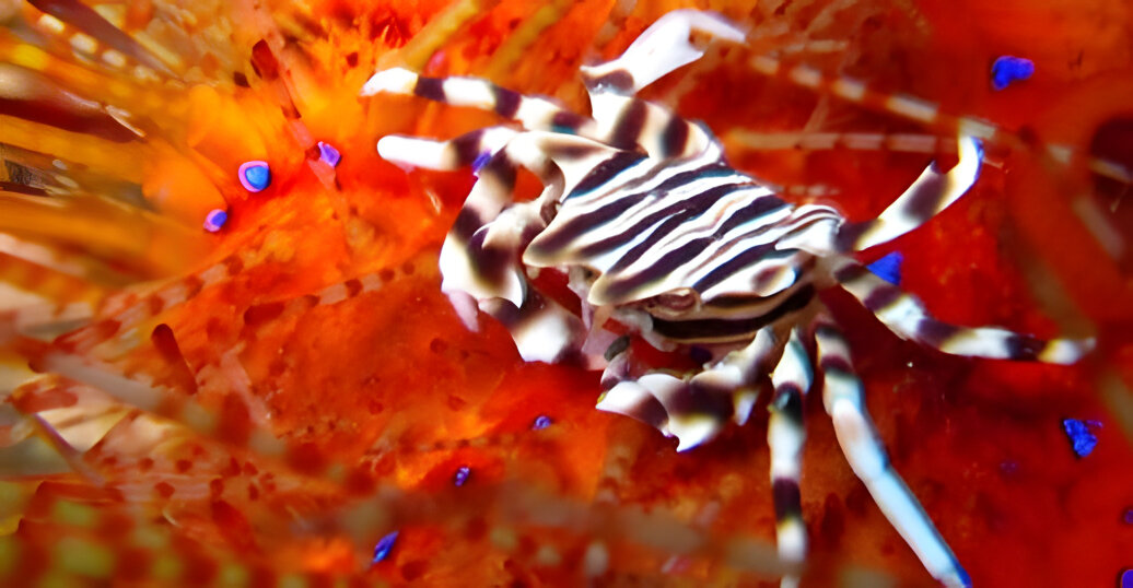 Краб-зебра Адамса (Zebrida adamsii)