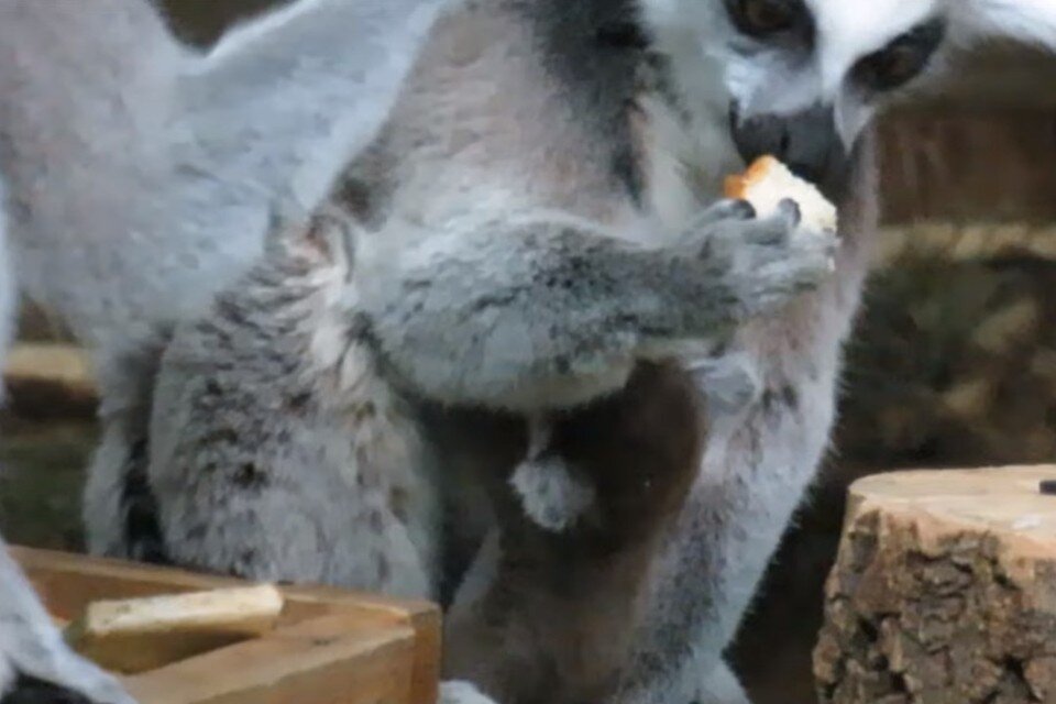     У кошачьих лемуров пополнение. Фото: стоп-кадр видео Анны Новиковой.