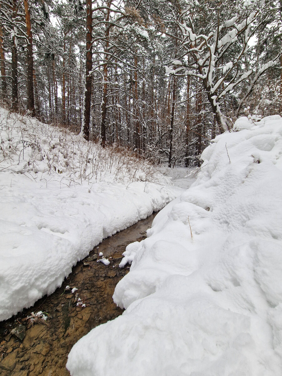 Вот такой сегодня лес